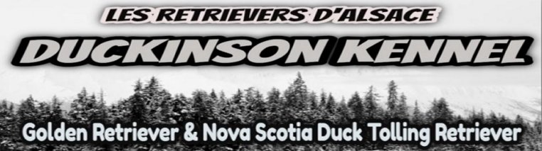 LES RETRIEVERS D'ALSACE Labrador - Golden - Nova Scotia Duck Tolling